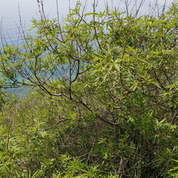 vitex-agnus-castus-oil2